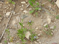 Asperula arvensis