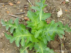 Papaver somniferum