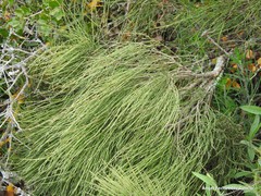 Ephedra distachya