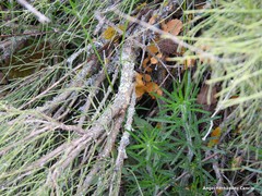 Teucrium pseudochamaepitys