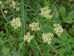 Laserpitium peucedanoides