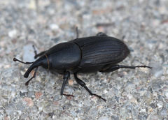 Sphenophorus striatopunctatus