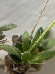 Draba nivalis