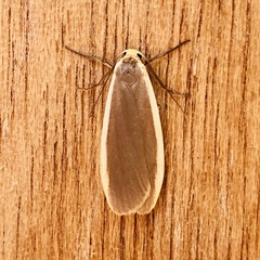 Eilema lurideola