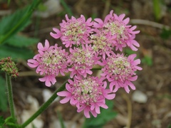Heracleum austriacum siifolium