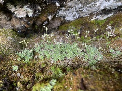 Draba nivalis