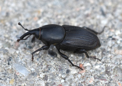 Sphenophorus striatopunctatus