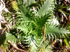 Eryngium serra