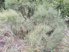 Ephedra distachya