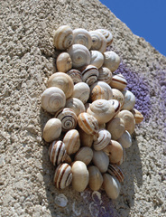 Theba pisana