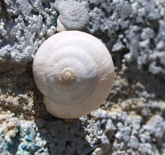 Theba pisana