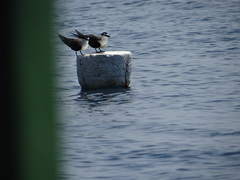 Onychoprion anaethetus