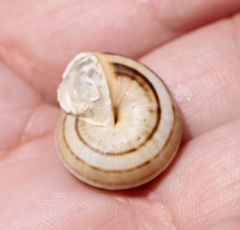 Theba pisana