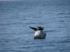 Onychoprion anaethetus