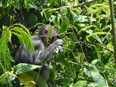 Macaca mulatta