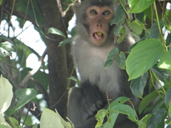 Macaca mulatta