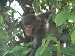 Macaca mulatta