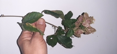 Urvillea