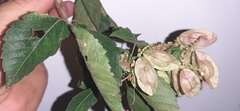 Urvillea