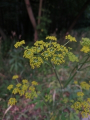 Pastinaca sativa
