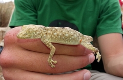 Ptyodactylus guttatus