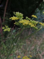 Pastinaca sativa