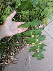 Pastinaca sativa