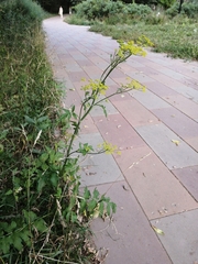 Pastinaca sativa