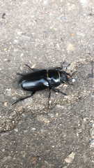Lucanus cervus
