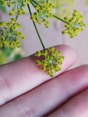 Pastinaca sativa