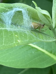 Cheiracanthium inclusum