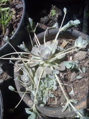 Orostachys