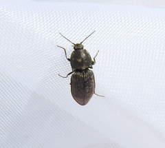 Prosternon tessellatum