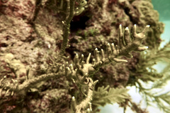Millepora alcicornis image