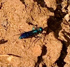 Chlorion aerarium