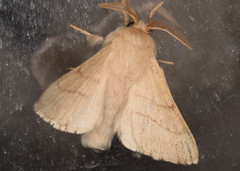 Malacosoma constricta