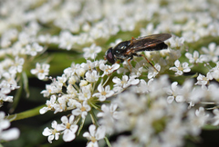 Cheilosia soror