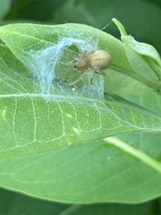 Cheiracanthium inclusum