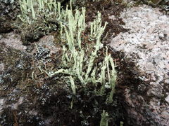 Cladonia sulphurina