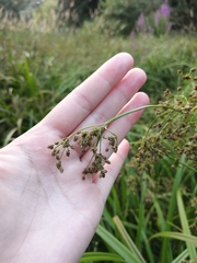 Scirpus sylvaticus