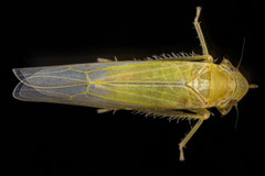 Forcipata loca