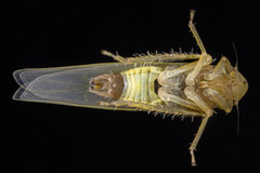 Forcipata loca