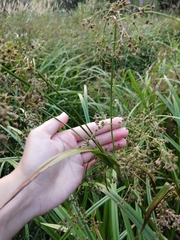 Scirpus sylvaticus