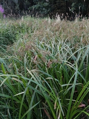 Scirpus sylvaticus