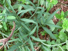 Laserpitium peucedanoides