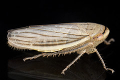 Athysanus argentarius