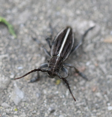 Dorcadion holosericeum