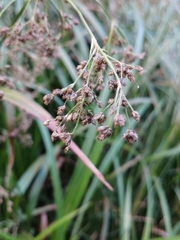 Scirpus sylvaticus