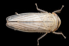 Athysanus argentarius