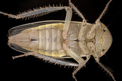 Athysanus argentarius